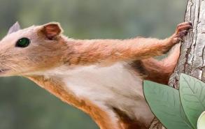 普尔加托里猴的特点